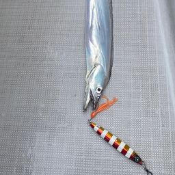 タチウオ