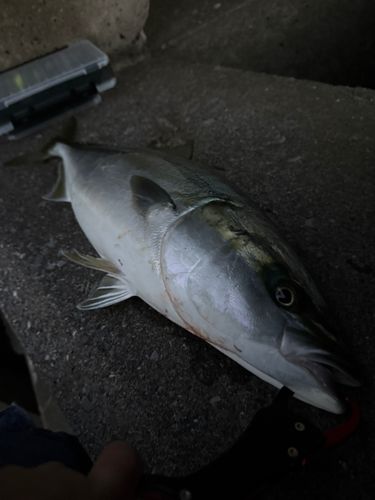 イナダの釣果