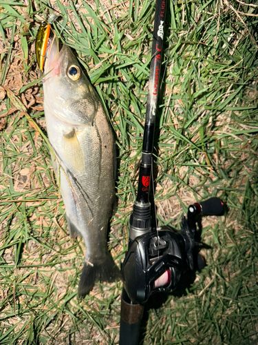 セイゴ（マルスズキ）の釣果