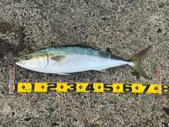 ワラサの釣果