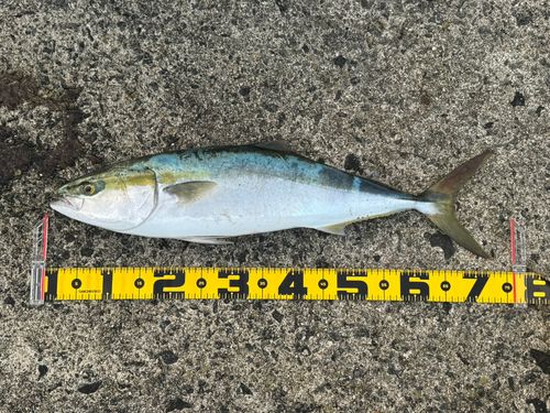 ワラサの釣果