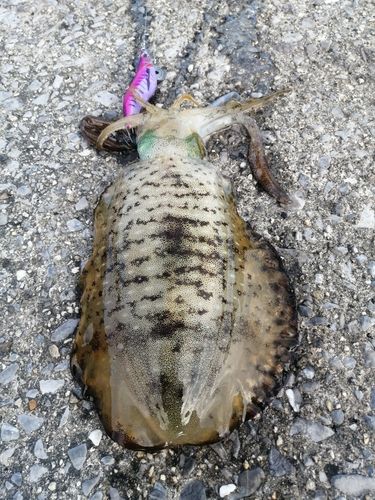 アオリイカの釣果