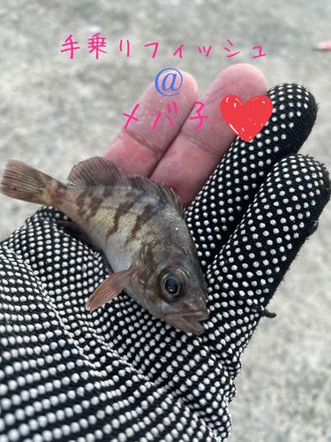 メバルの釣果