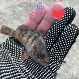 メバル
