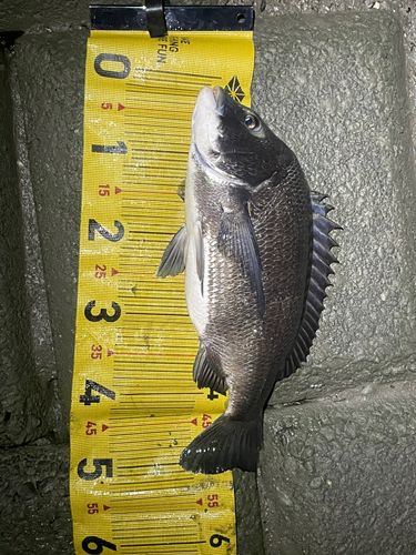 チヌの釣果