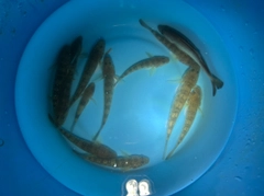 マハゼの釣果
