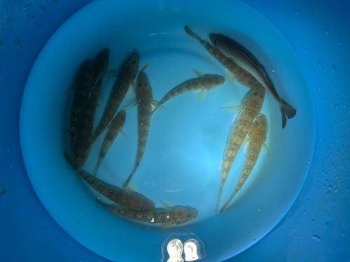 マハゼの釣果