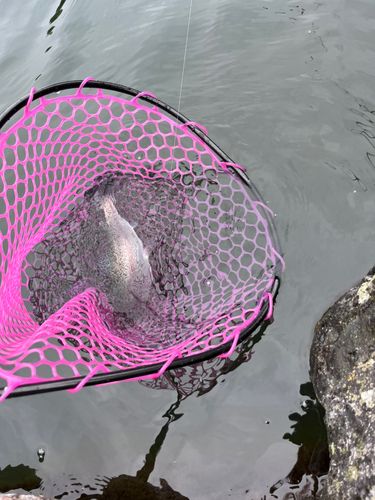 ニジマスの釣果