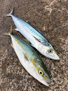 サゴシの釣果
