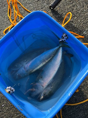 サバの釣果