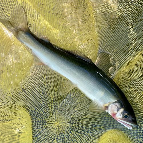 アユの釣果
