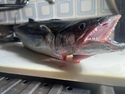 サゴシの釣果