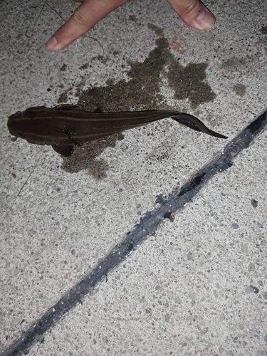 ゴンズイの釣果