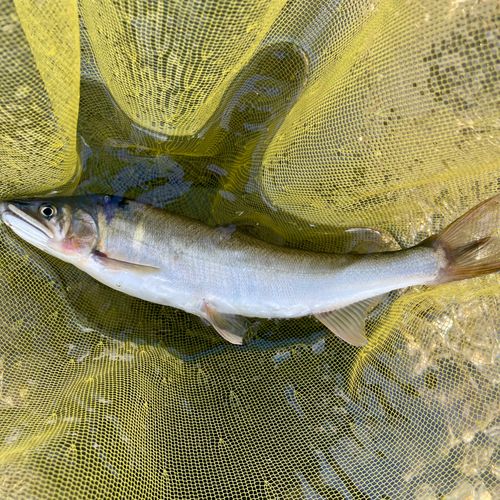 アユの釣果