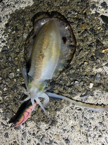 アオリイカの釣果