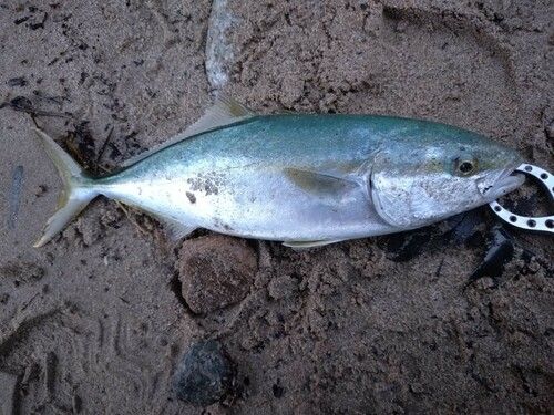 ツバスの釣果