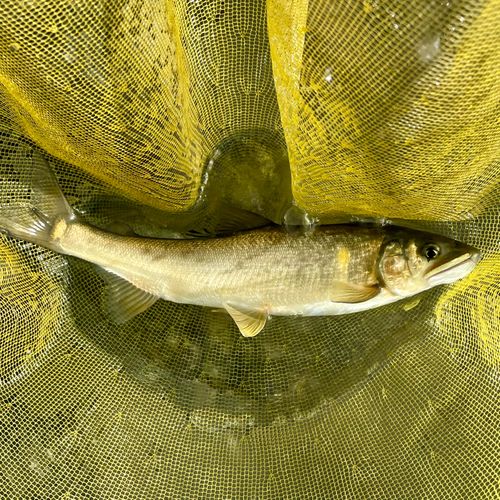 アユの釣果