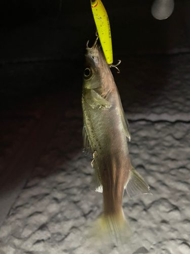 セイゴ（マルスズキ）の釣果
