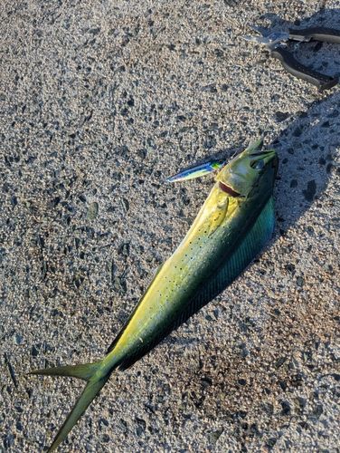 シイラの釣果