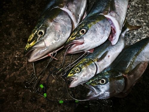 メジロの釣果
