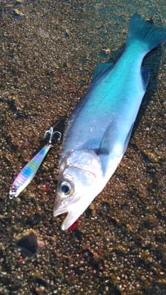 セイゴ（ヒラスズキ）の釣果