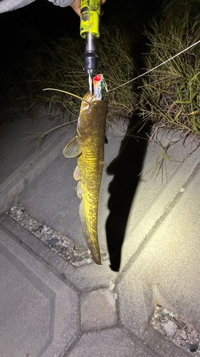 マナマズの釣果