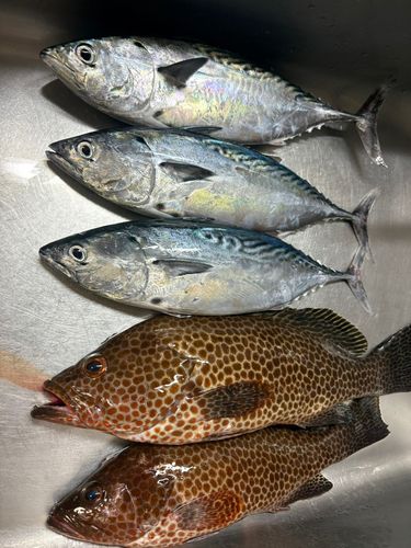 スマガツオの釣果