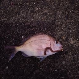 マダイ