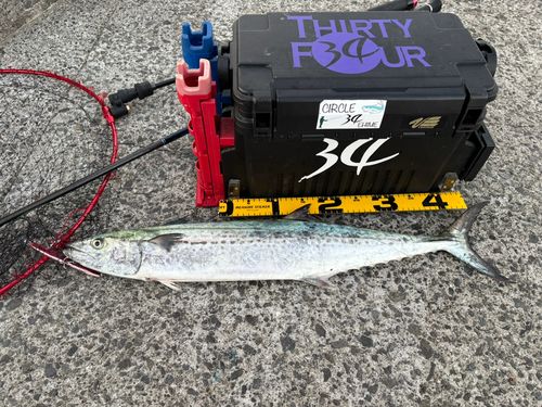 サワラの釣果