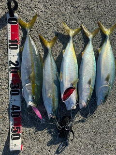 ハマチの釣果