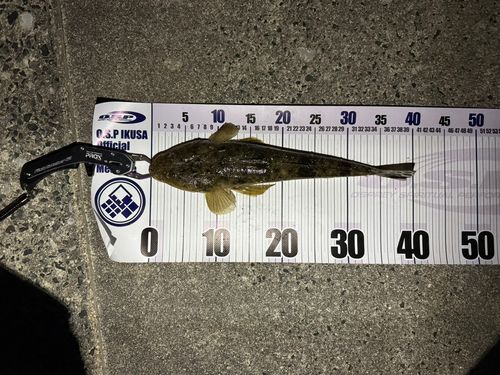 マゴチの釣果