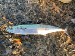 サゴシの釣果