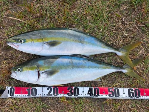 イナダの釣果