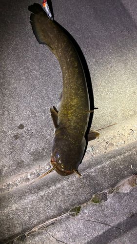 マナマズの釣果