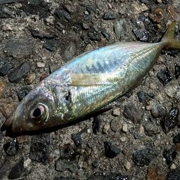 アジ