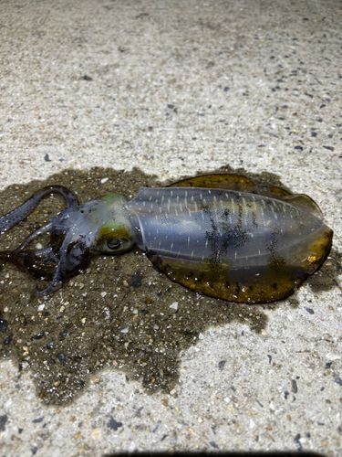 アオリイカの釣果