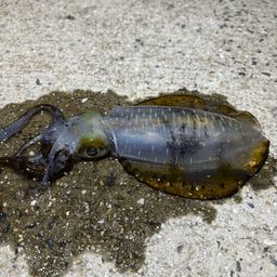 アオリイカ