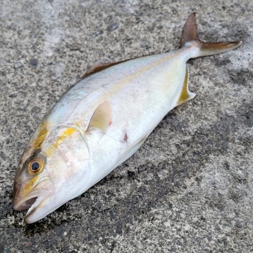 ショゴの釣果
