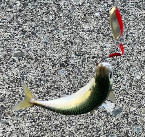 サバの釣果
