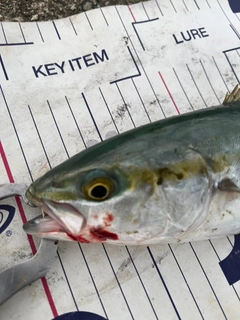 コズクラの釣果