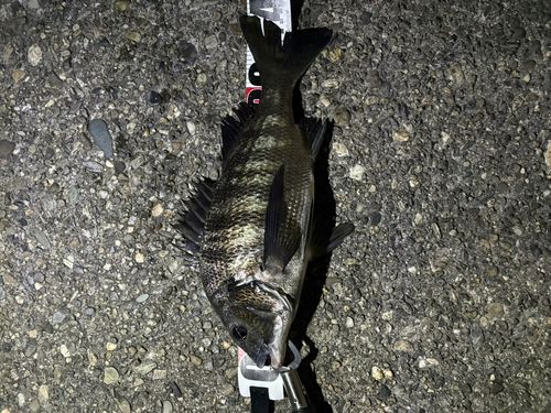 チヌの釣果