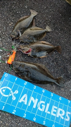 ヒラメの釣果