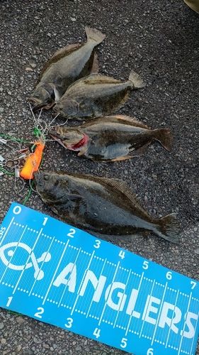 ヒラメの釣果