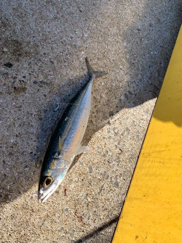 サバの釣果