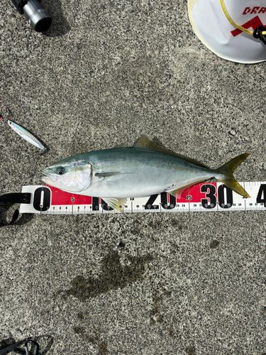 ワカシの釣果