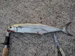 サゴシの釣果