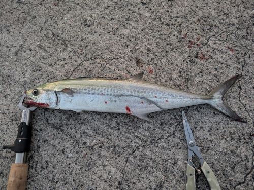 サゴシの釣果