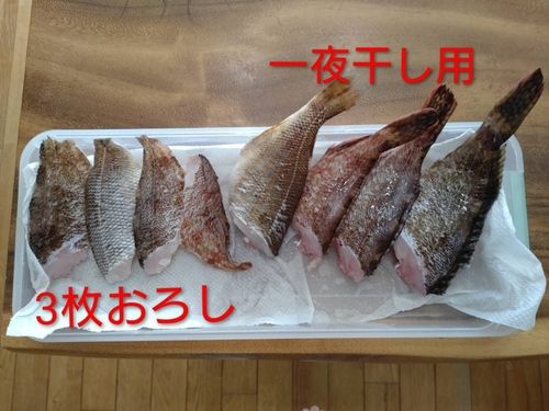 アラカブの釣果