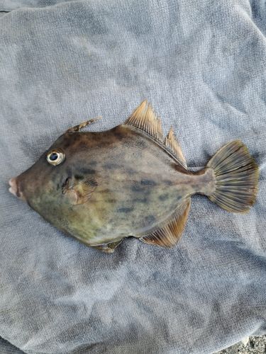 カワハギの釣果