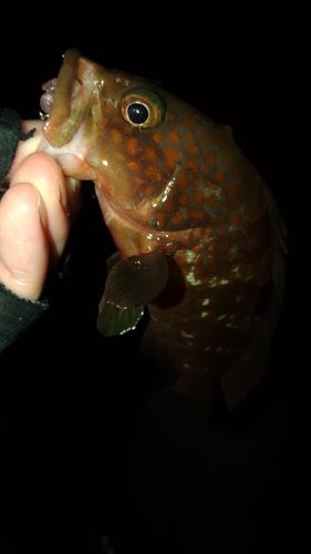 アコウの釣果